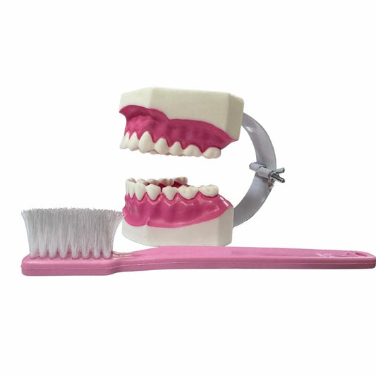 Macromodelo Plastico. El macromodelo con cepillo es una herramienta utilizada en odontología para la enseñanza y el a...