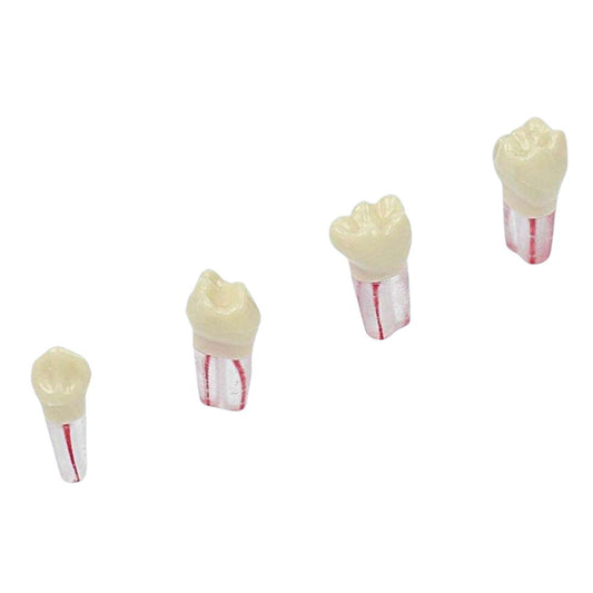 Diente De Endodoncia Blanco X Ud. El Diente De Endodoncia Blanco, es un material de estudio