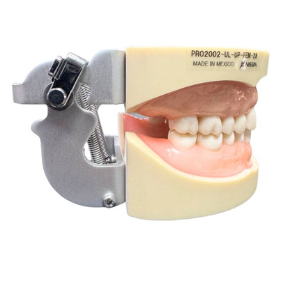 Modelo Nissin PRO2002 Tipodonto Adulto 28 Dientes Original