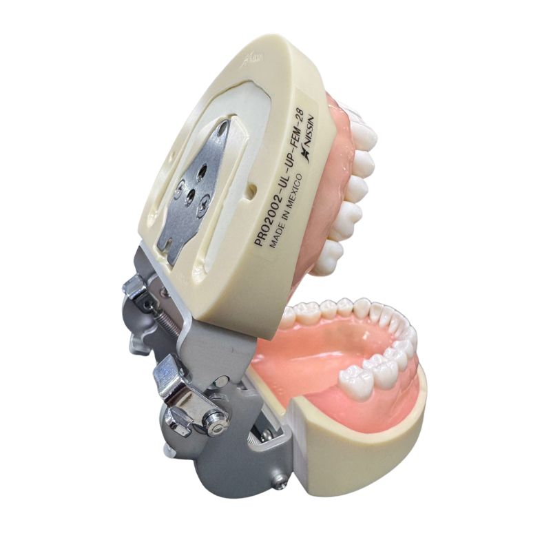 Modelo Nissin PRO2002 Tipodonto Adulto 28 Dientes Original