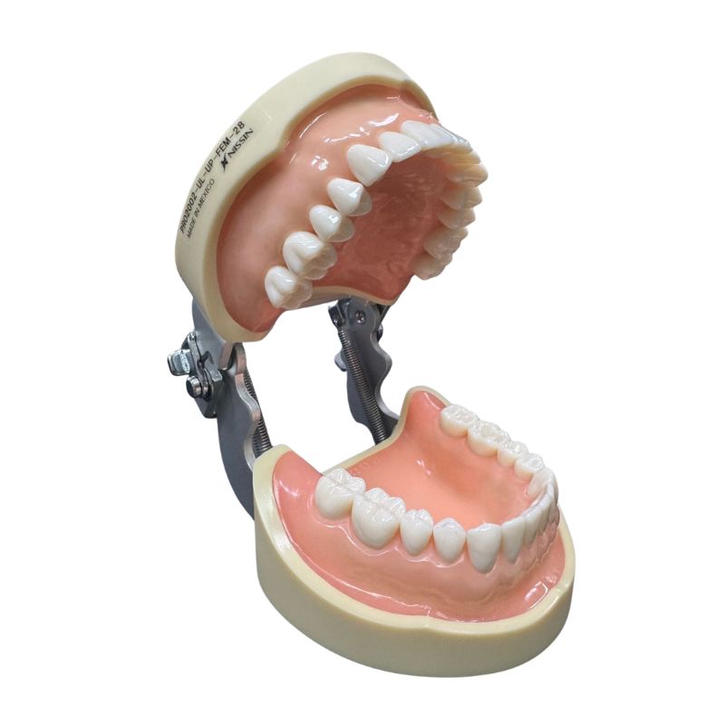 Modelo Nissin PRO2002 Tipodonto Adulto 28 Dientes Original