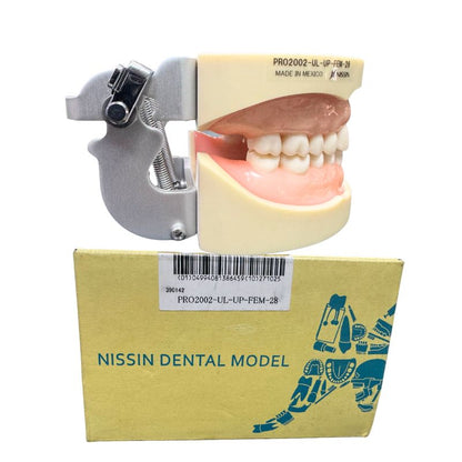 Modelo Nissin PRO2002 Tipodonto Adulto 28 Dientes Original
