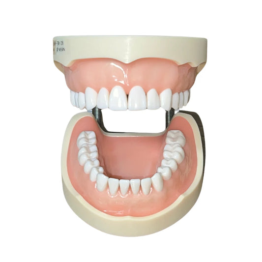 Modelo Nissin PRO2002 Tipodonto Adulto 28 Dientes Original
