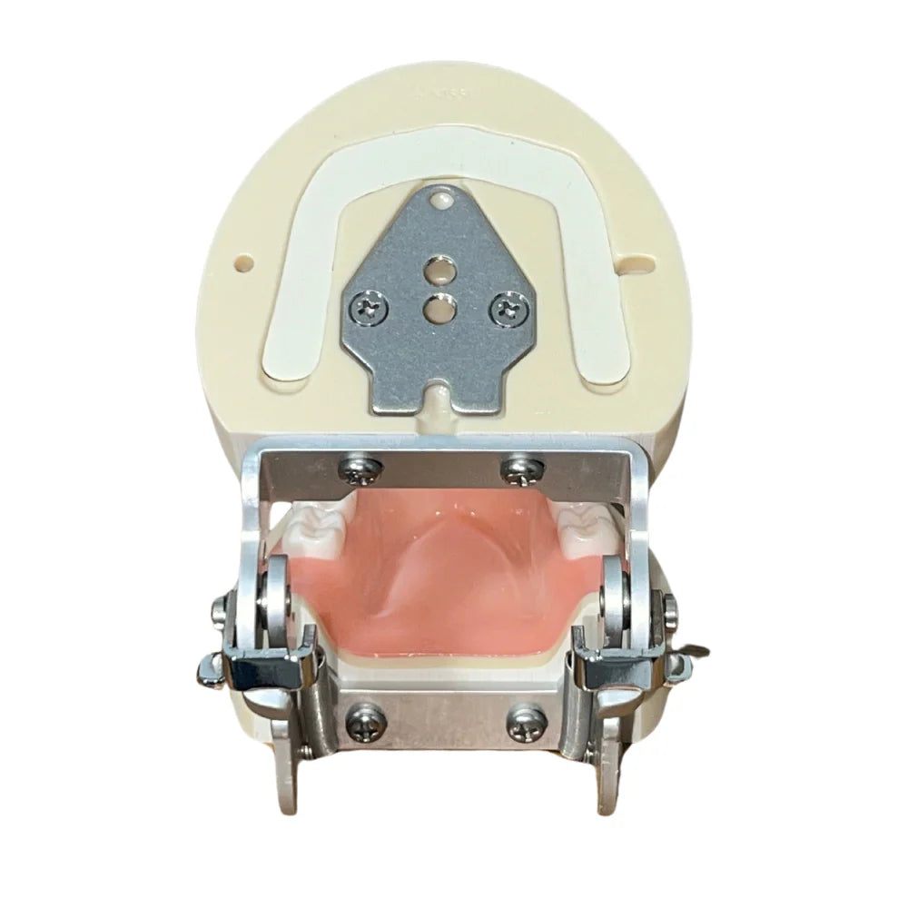Modelo Nissin PRO2002 Tipodonto Adulto 28 Dientes Original