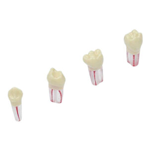 Diente De Endodoncia Blanco X Ud