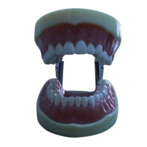Modelo Articulado Typodont Dyma 200W
