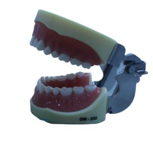 Modelo Articulado Typodont Dyma 200W